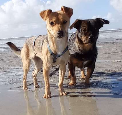 Mischlinge raten - Rätselspaß-Beitrag-Bild