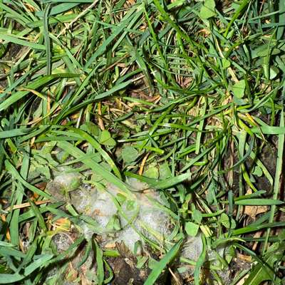 Giftköder-Vorsicht!! Weiße Stellen in der Wiese !-Bild