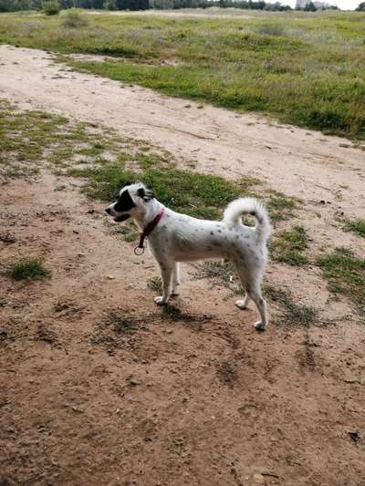 Hundetreffen-Spiel Runde, Gassigehen-Bild