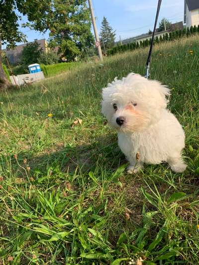 Hundetreffen-Gassirunde-Bild