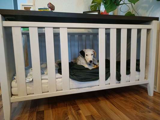 Welpe soll nicht aufs Sofa-Beitrag-Bild