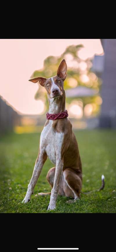 Hundetreffen-Wir suchen Windhundekontakte, zum Gassi gehen, aber auch zum Spielen in unserem Grundstück-Bild