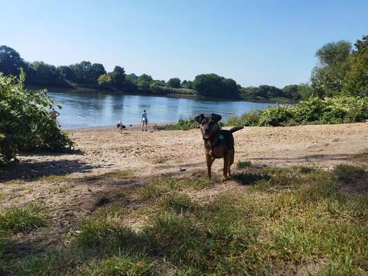 Hundeauslaufgebiet-"Hundestrand" Weserstatation-Bild