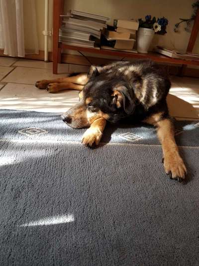 Unsere Fellnasen im Regenbogenland-Beitrag-Bild