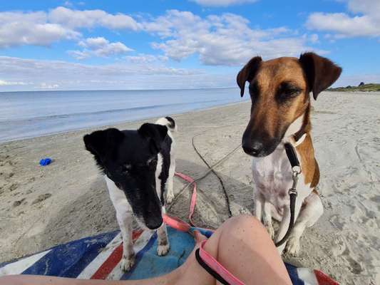 Foxterrier Gang-Beitrag-Bild