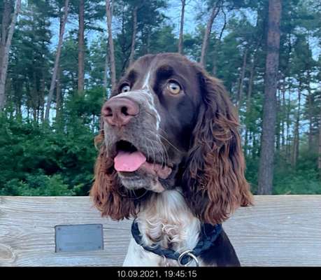 Hundetreffen-English Springer Spaniel sucht Gleichgesinnte-Bild