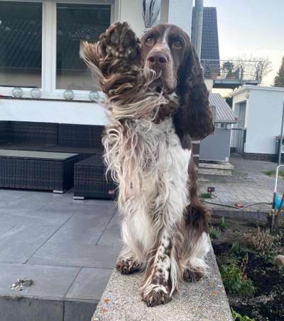 Englisch Springer Spaniel-Beitrag-Bild