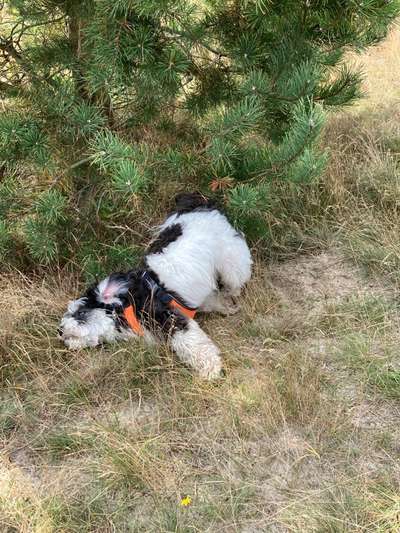 139. Fotochallenge - HUNDEKNOTEN-Beitrag-Bild