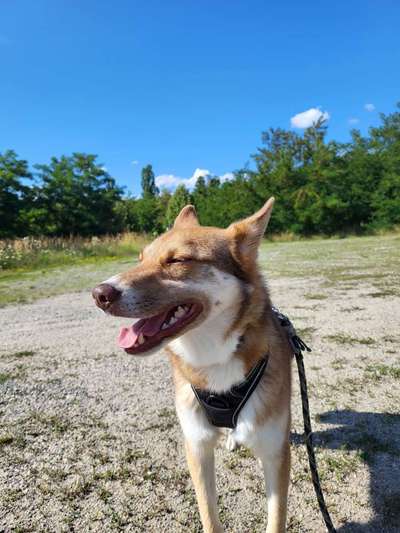 Hundetreffen-Gassirunden, Spieltreffen-Bild