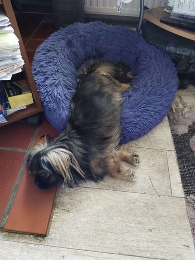 Hundetreffen-Gassirunde-Bild