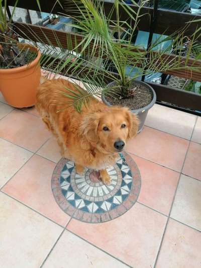 Hund aus dem Spanischen Tierschutz-Beitrag-Bild