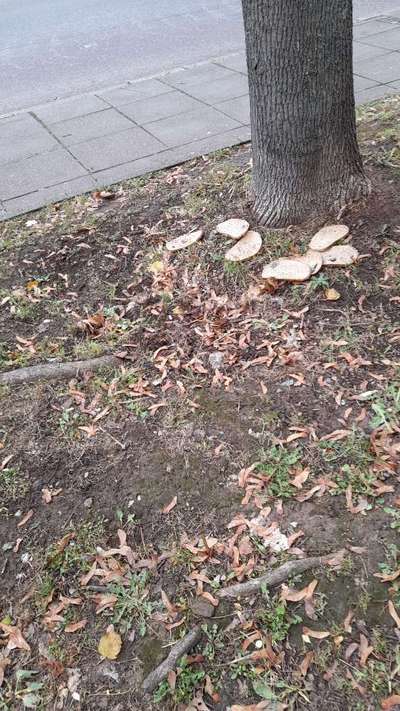 Giftköder-Brot wahrscheinlich mit Gift-Bild