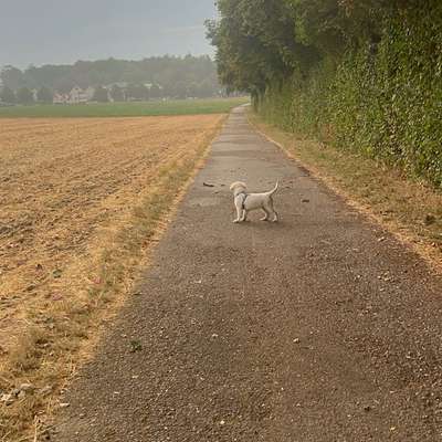 Hundetreffen-Gassigehen am Abend-Bild