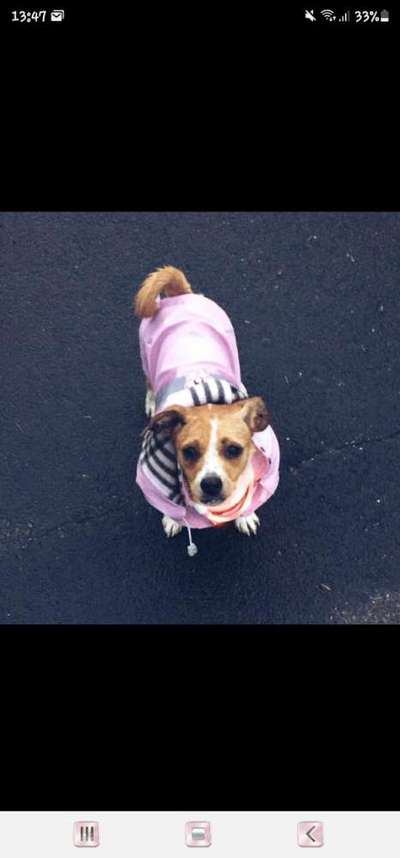 Dogorama Photo Challenge - Hundeblick zum hinschmelzen-Beitrag-Bild