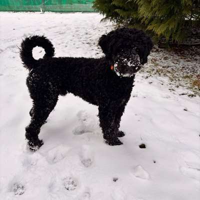 Hundetreffen-Spielfreund gesucht-Bild