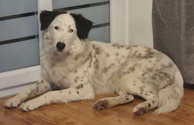 Mischlinge raten - Rätselspaß-Beitrag-Bild