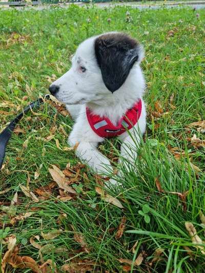 Welpen Bilder !-Beitrag-Bild