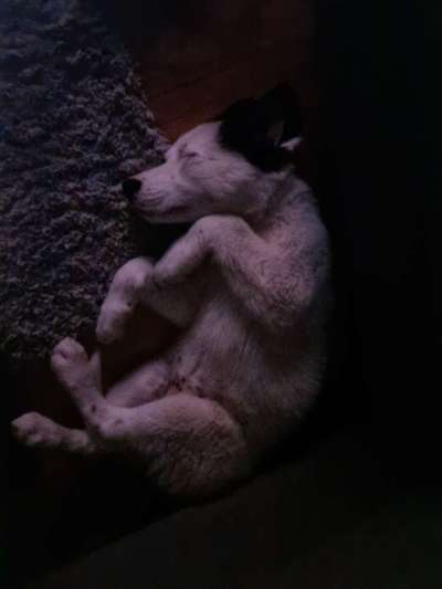 Zeigt mir die tollste Nahaufnahme von eurer Fellnase-Beitrag-Bild