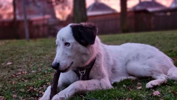 Welpen Bilder !-Beitrag-Bild