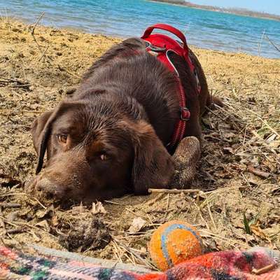 Hundetreffen-Spazieren gehen-Bild