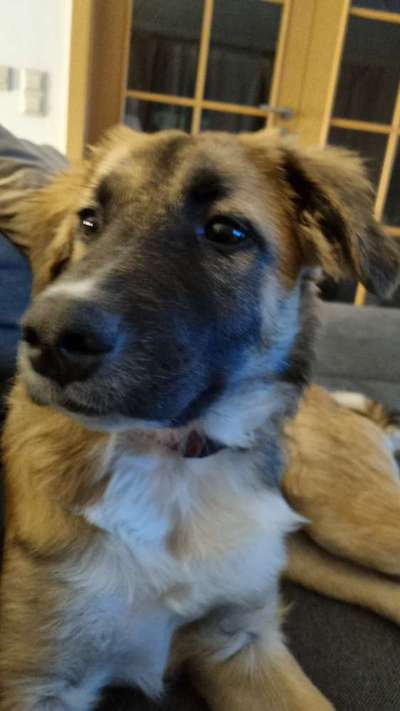 Mischlingshunde Foto Aufruf-Beitrag-Bild