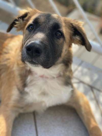 Mischlingshunde Foto Aufruf-Beitrag-Bild