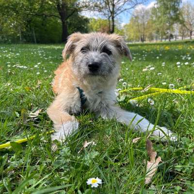 Hundetreffen-Hundetreffen z.b. im Westpark-Bild