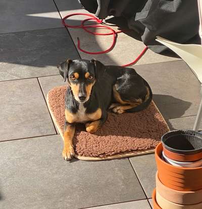 Liebhaber des Deutschen Pinscher gesucht.-Beitrag-Bild