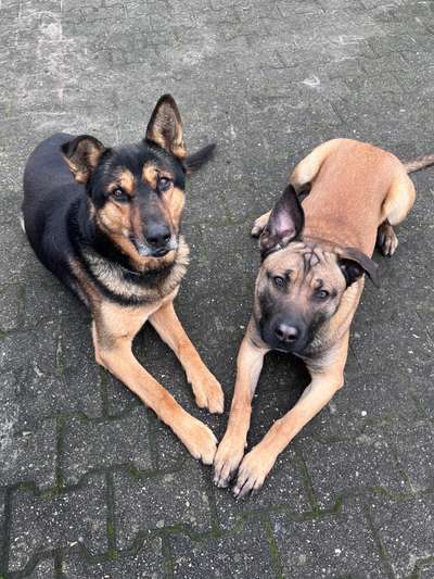 Dogorama Photo Challenge - Die besten Hundebuddys-Beitrag-Bild