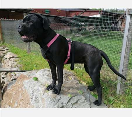 Rassensuche Cane Corso Italiano-Beitrag-Bild