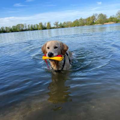 Hundetreffen-Hundefreunde gesucht-Bild