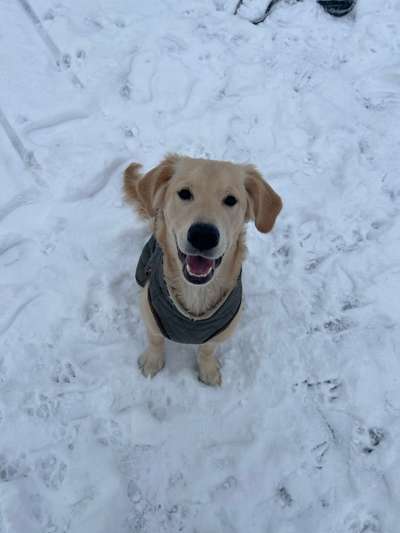 Golden Retriever-Beitrag-Bild