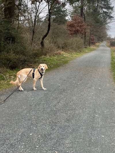 Golden Retriever-Beitrag-Bild