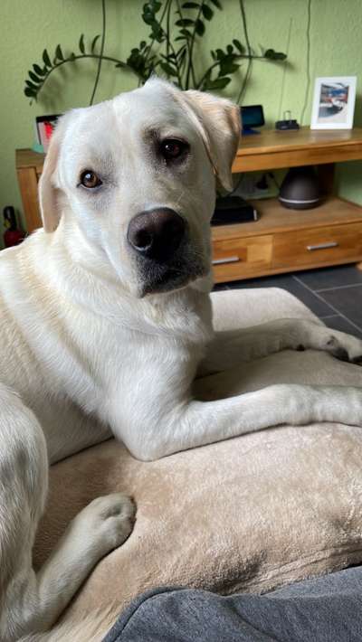 Labradorfans-Beitrag-Bild