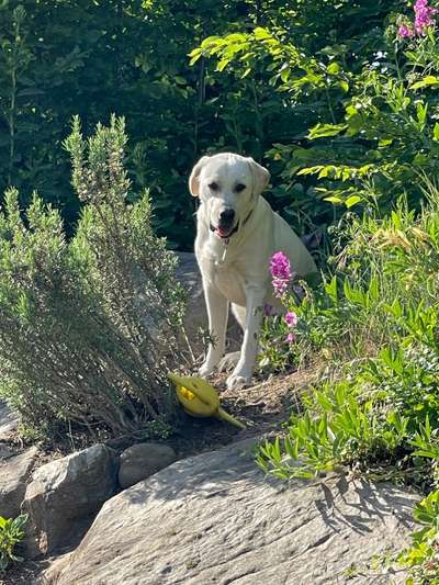 Labradorfans-Beitrag-Bild