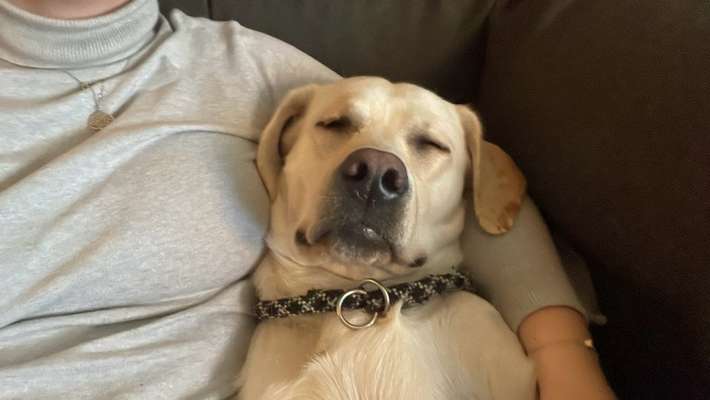 Labradorfans-Beitrag-Bild