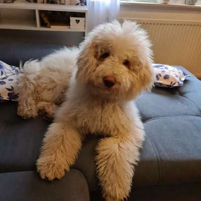 Hundetreffen-Gassi und Spielrunde