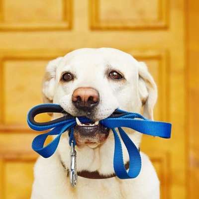 Hundetreffen-Dogwalker/ Gassi gehen (Wü, Zellingen, Margetshöchheim etc.)-Bild