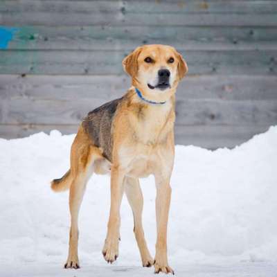 Russische Jagdhunde (Bracke) oder andere-Beitrag-Bild