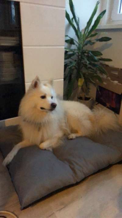 Seltene Rassen!-Beitrag-Bild