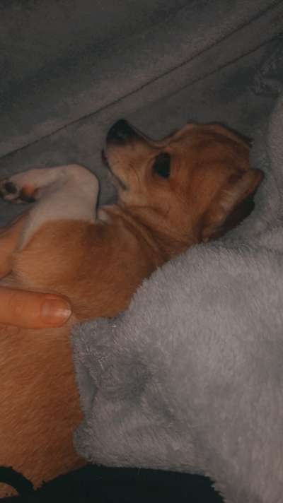 CHALLENGE NR. 19 - Der Hundeblick-Beitrag-Bild