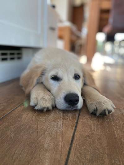 Wo sind die Golden Retriever Liebhaber?-Beitrag-Bild