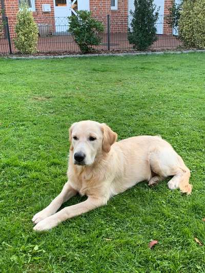 Wo sind die Golden Retriever Liebhaber?-Beitrag-Bild