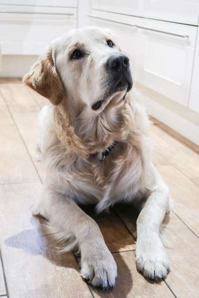 Wo sind die Golden Retriever Liebhaber?-Beitrag-Bild