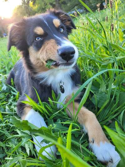 Fotosammlung: ,,Der natürliche Hund" Unbearbeitet, ungestellt und in Natura-Beitrag-Bild