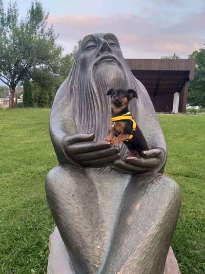 Challenge 41 - Mein Hund im Urlaub-Beitrag-Bild