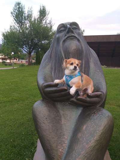 Challenge 41 - Mein Hund im Urlaub-Beitrag-Bild