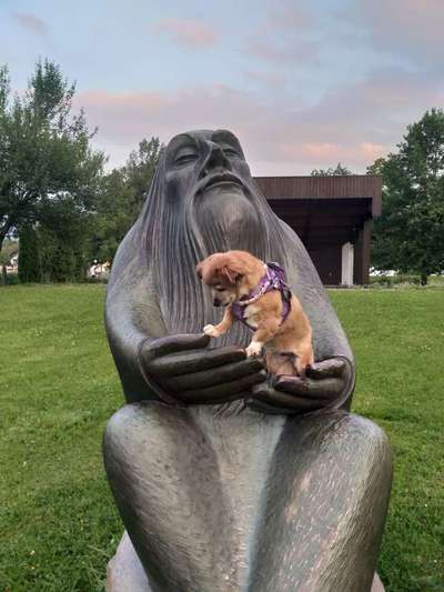 Challenge 41 - Mein Hund im Urlaub-Beitrag-Bild