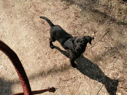 Welpen Bilder !-Beitrag-Bild