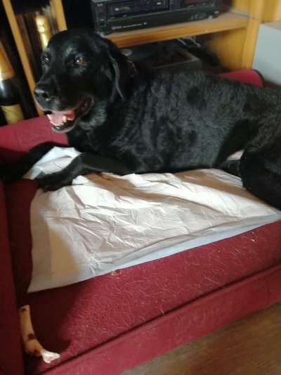 Fotochallenge Nr. 56 - geliebte Senioren-Beitrag-Bild